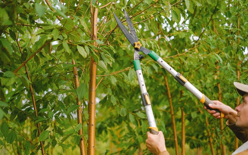 Tree trimming in Jamaica, IA
